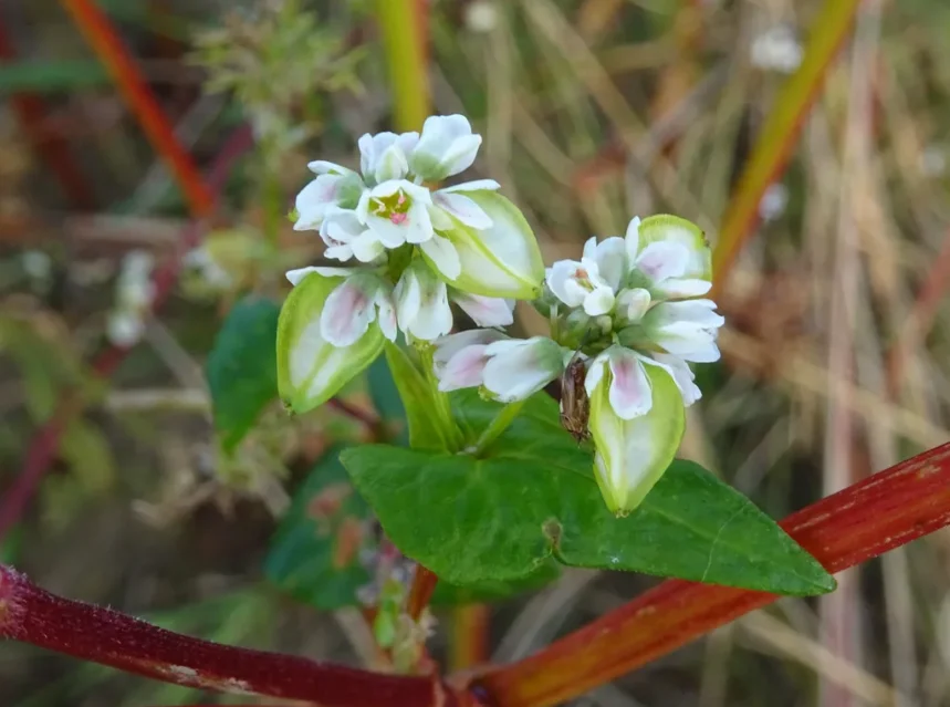 Buckwheat seeds — buckwheat flower clusters with white and pink petals on red stems