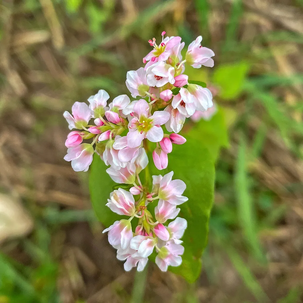 Pink and white buckwheat flower cluster above a heart-shaped leaf