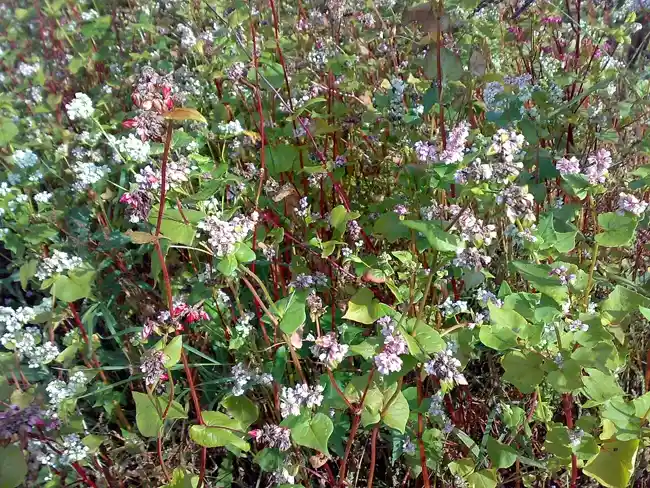 Dense stand of flowering buckwheat with red stems in a field