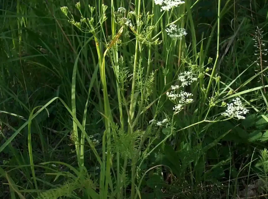 Caraway seeds — caraway plant with white umbels and feathery foliage growing in rough grass