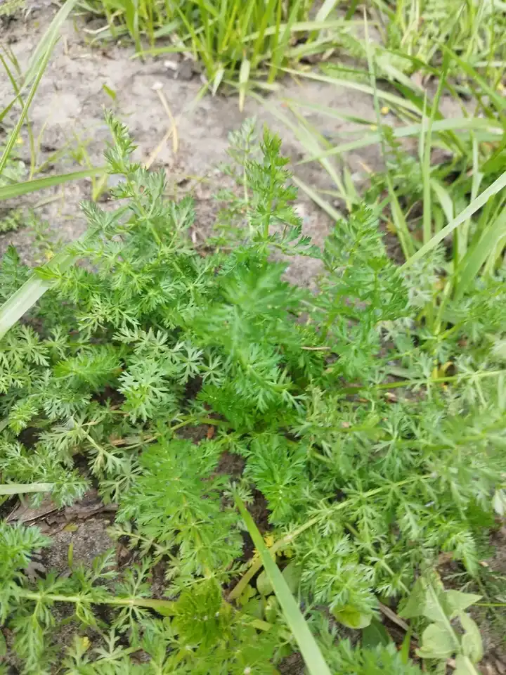 Feathery green caraway foliage growing low among grass