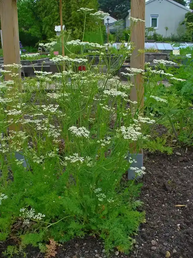 Flowering caraway plants with white umbels growing in a garden bed