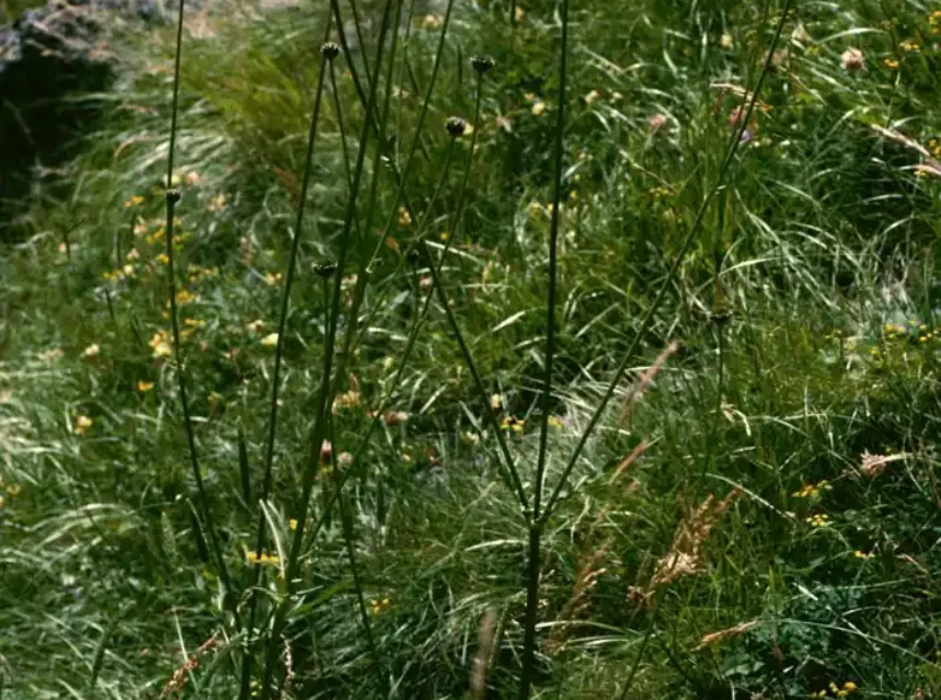 Tall wiry cephalaria stems carrying pale yellow scabious flowers on a grassy mountain slope