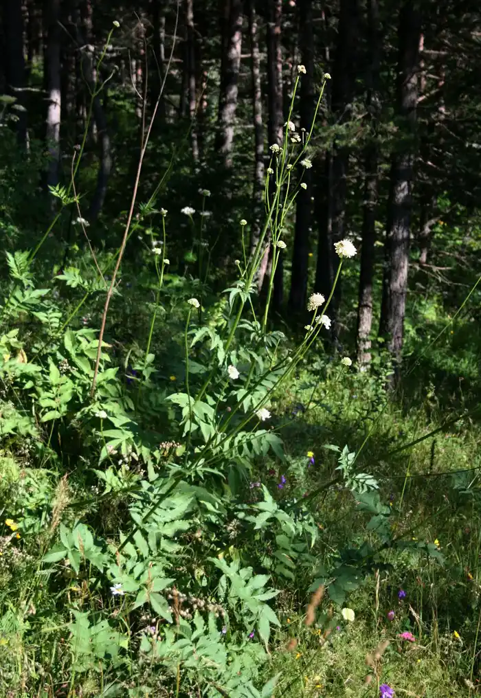 Cream flowers on tall stems at a woodland edge