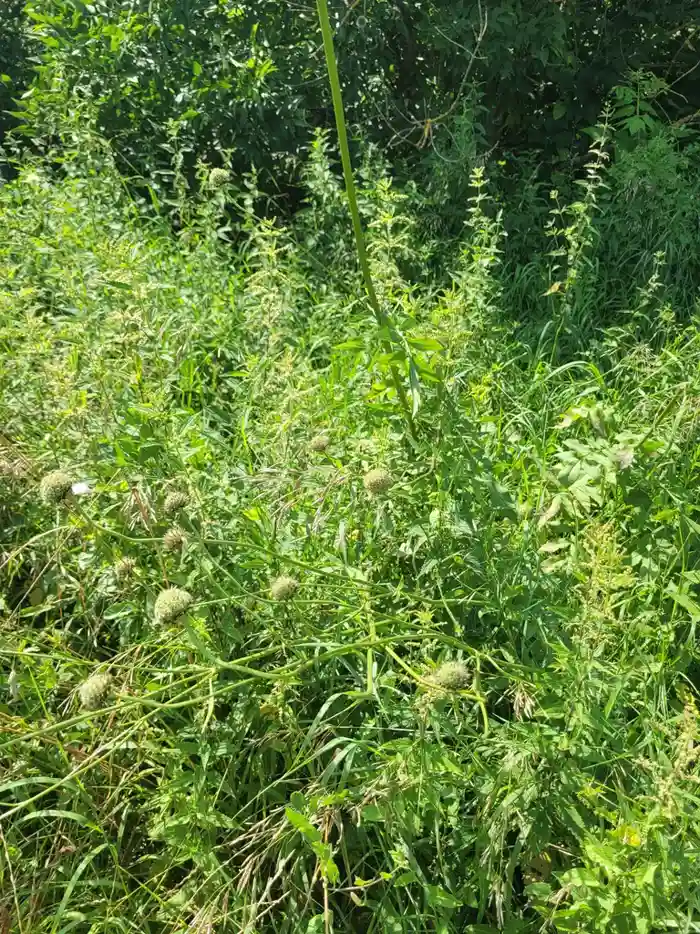 Tall plants forming a leafy clump with rounded green seed heads