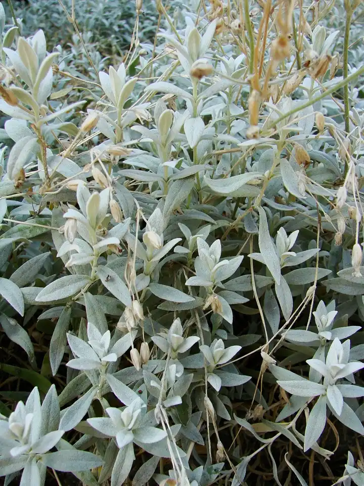 Woolly silver snow-in-summer foliage carrying ripening seed capsules