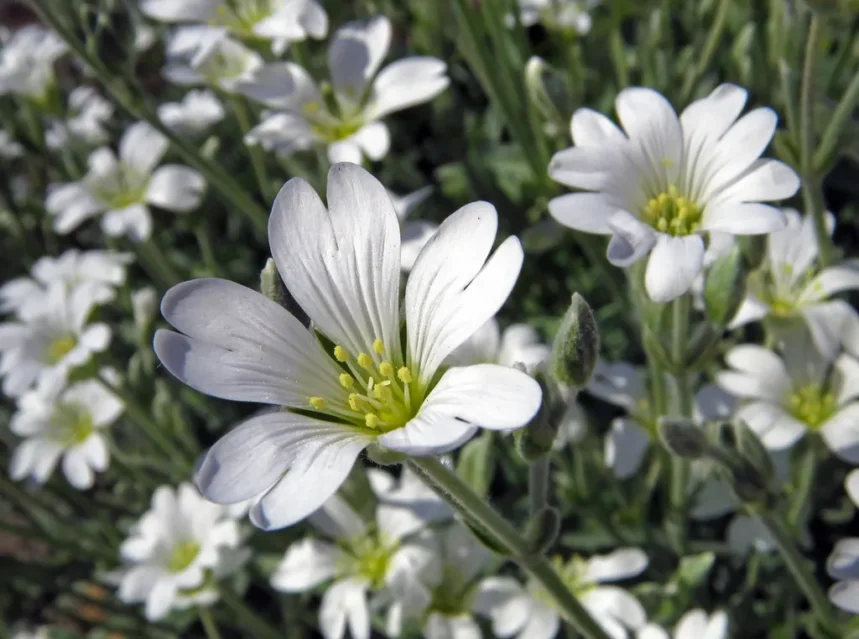 Cerastium snow in summer seeds — snow-in-summer carpet in full bloom, white notched petals above silvery grey foliage