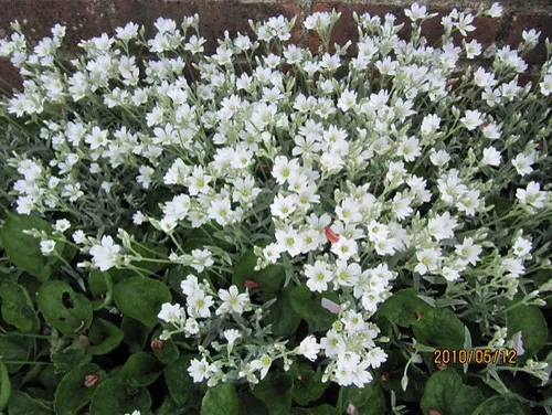 Cerastium Snow In Summer — White!