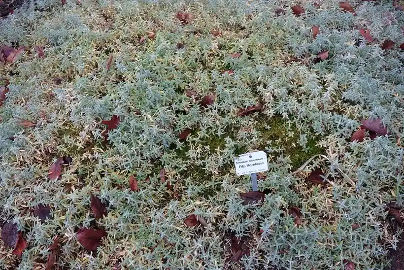Silvery snow-in-summer carpet spreading as groundcover in a botanic garden bed