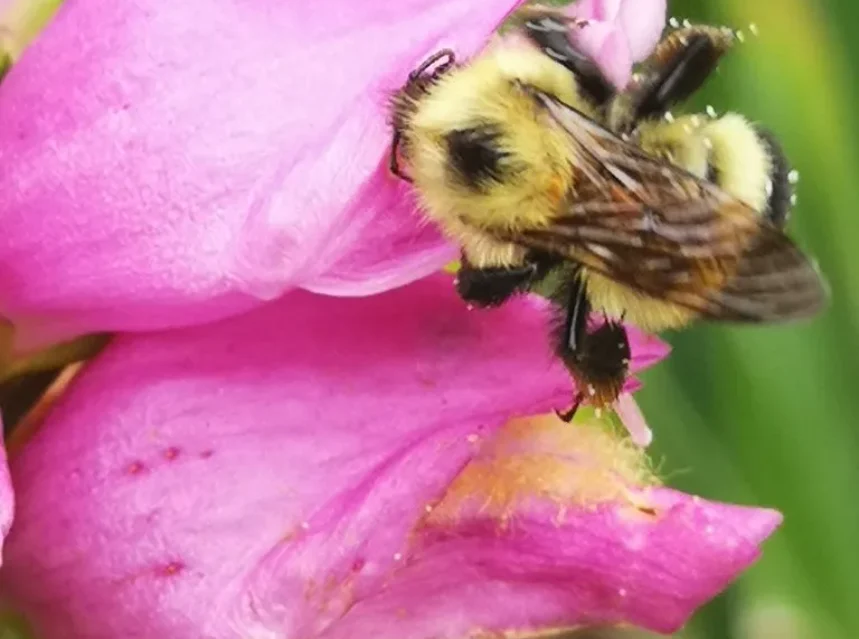Turtlehead seeds — bumblebee pushing into the mouth of a pink turtlehead flower