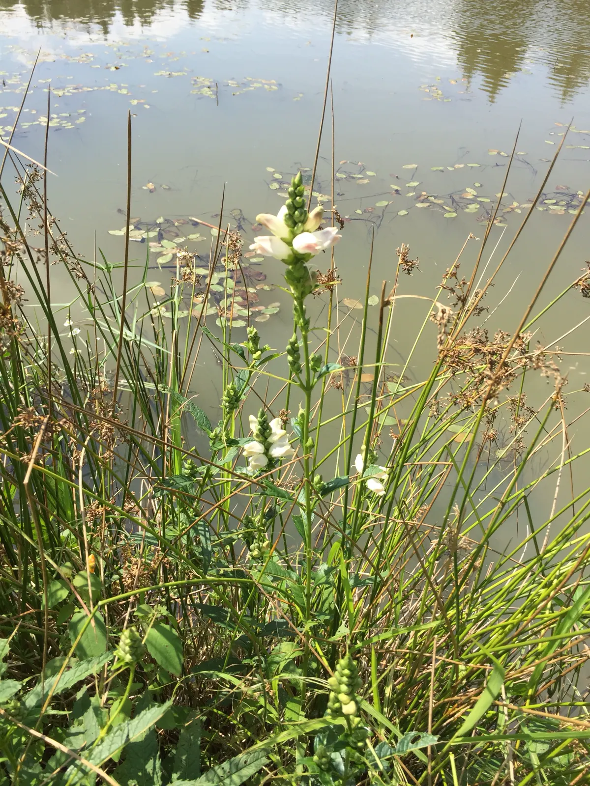 Upright turtlehead stems with deep green toothed leaves