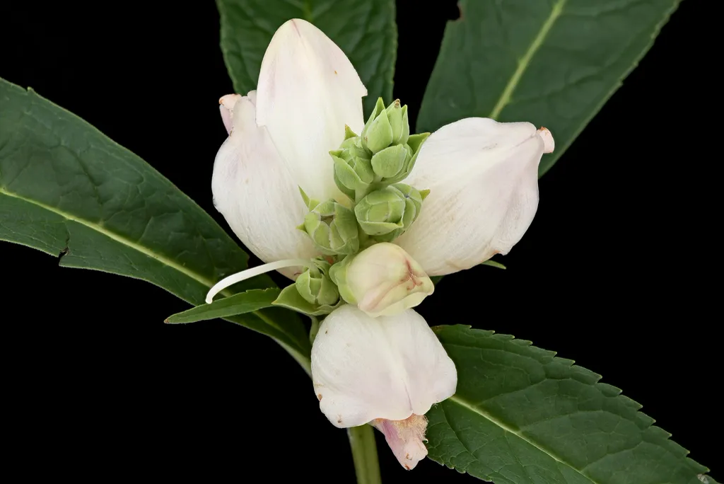 Turtlehead perennials flowering in a damp shaded garden border