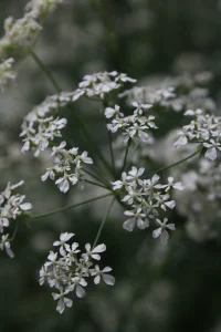 Best Chervil Seeds