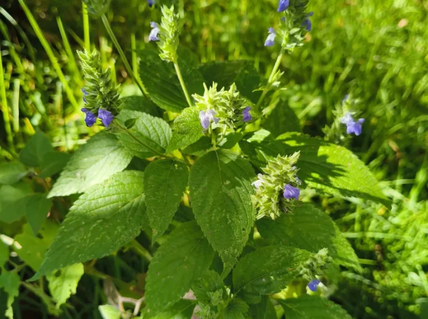Chia plant with square stems, toothed leaves and slim spikes of small blue-violet flowers