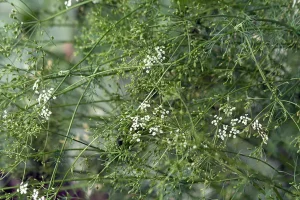 Best Cumin Seeds
