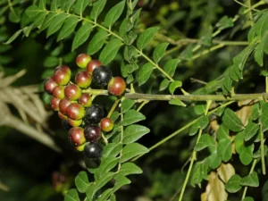 Best Curry Leaf Seeds: How to Pick and Sow Them