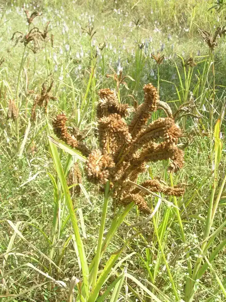A mature finger millet plant with golden curved grain heads in a field