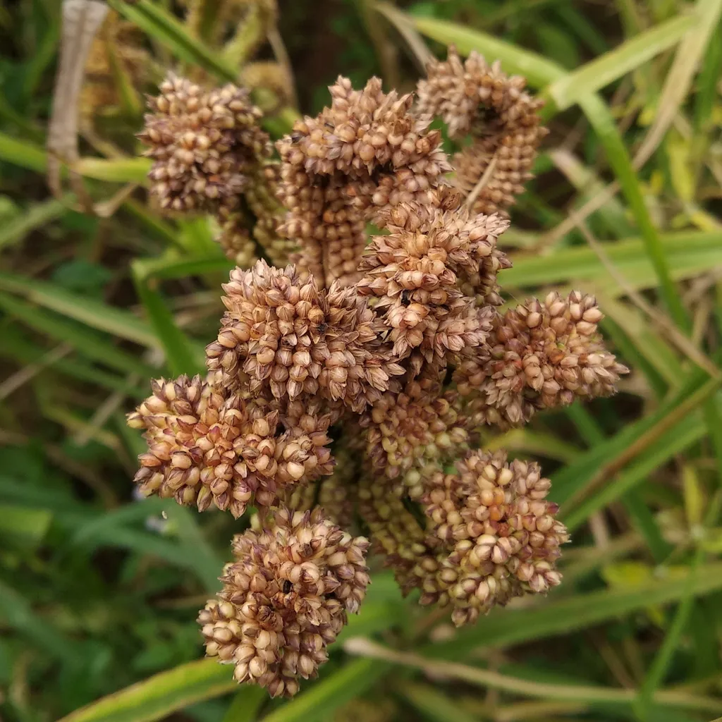 Close-up of ripe finger millet grain heads packed with reddish seed