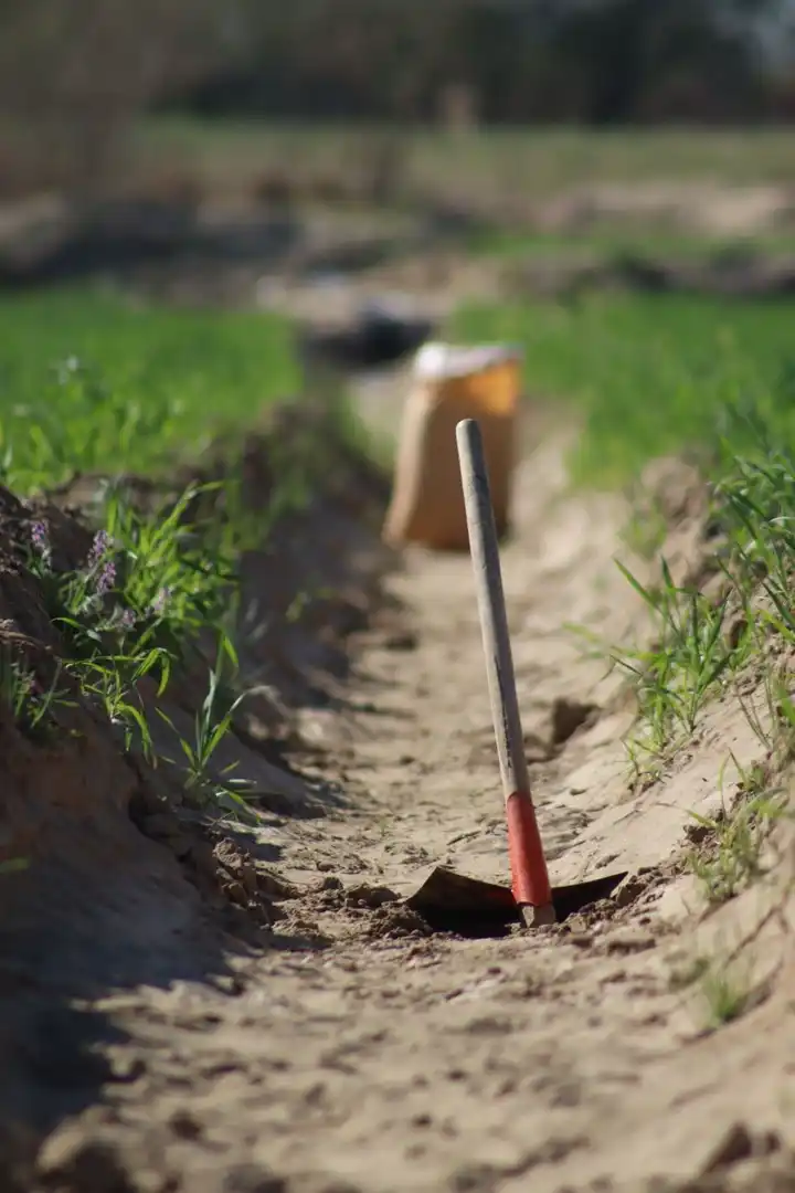 Shovel standing upright in a freshly dug irrigation trench between crop rows