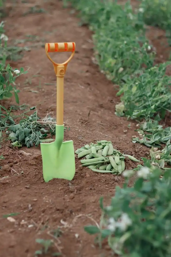 Green border spade standing in a vegetable bed beside freshly picked pea pods