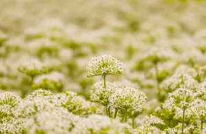 Best Garlic Chives Seeds