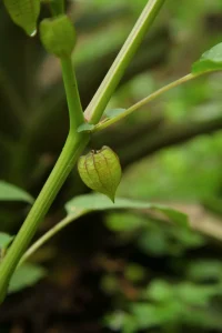 Best Ground Cherry Seeds
