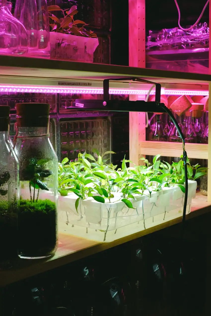 Tray of cuttings rooting on a shelf under a compact LED grow lamp