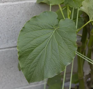 Best Hoja Santa Seeds