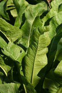 Best Horseradish Seeds