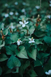 Best Houttuynia Seeds