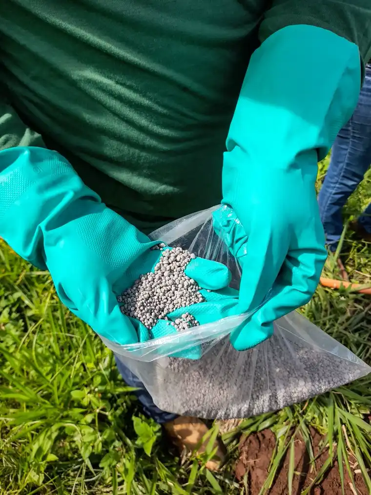 Gloved hands holding grey fertiliser granules over an open bag