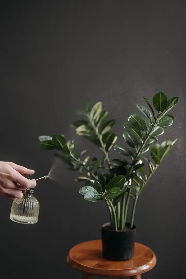 Hand misting a potted houseplant with a glass spray bottle