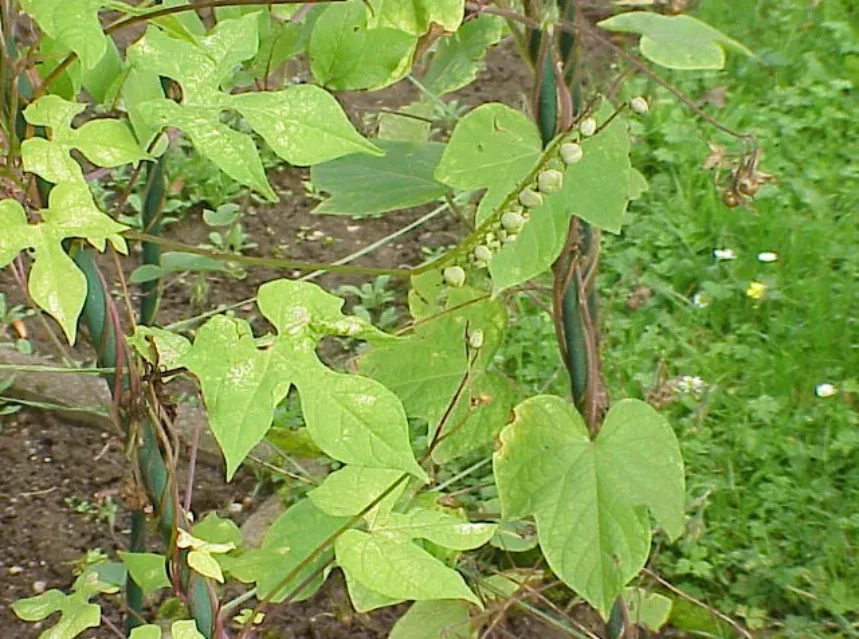 Spanish flag seeds — spanish flag vine climbing canes on three-lobed leaves, with a young one-sided flower spike forming