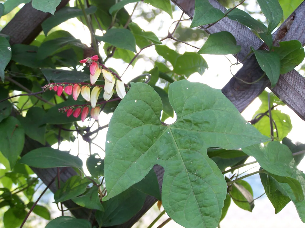 One-sided raceme of Spanish flag Ipomoea lobata flowers grading red to cream