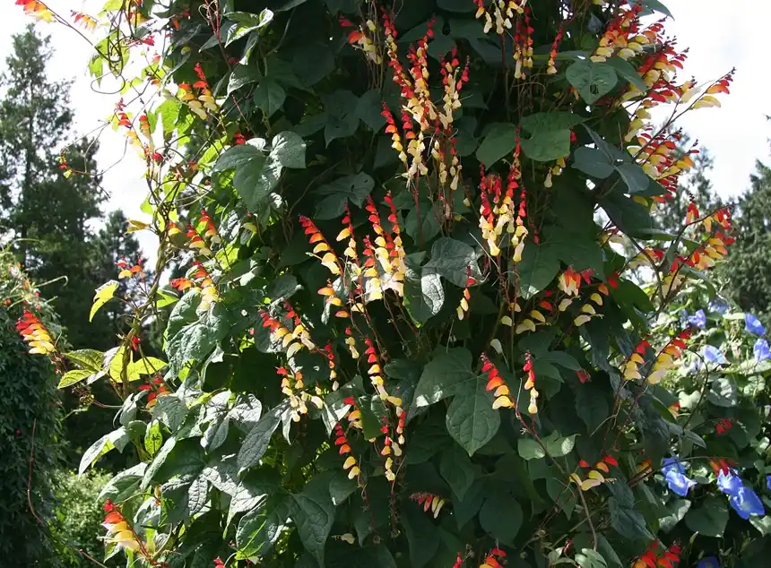 Spanish flag vine covered in red, orange and cream flame flowers on a support