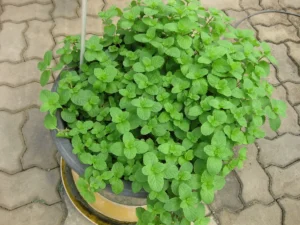 Best Mint Seeds: Types, Sowing and Care