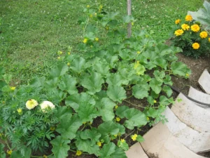Best Muskmelon Seeds: Top Varieties and Growing Guide