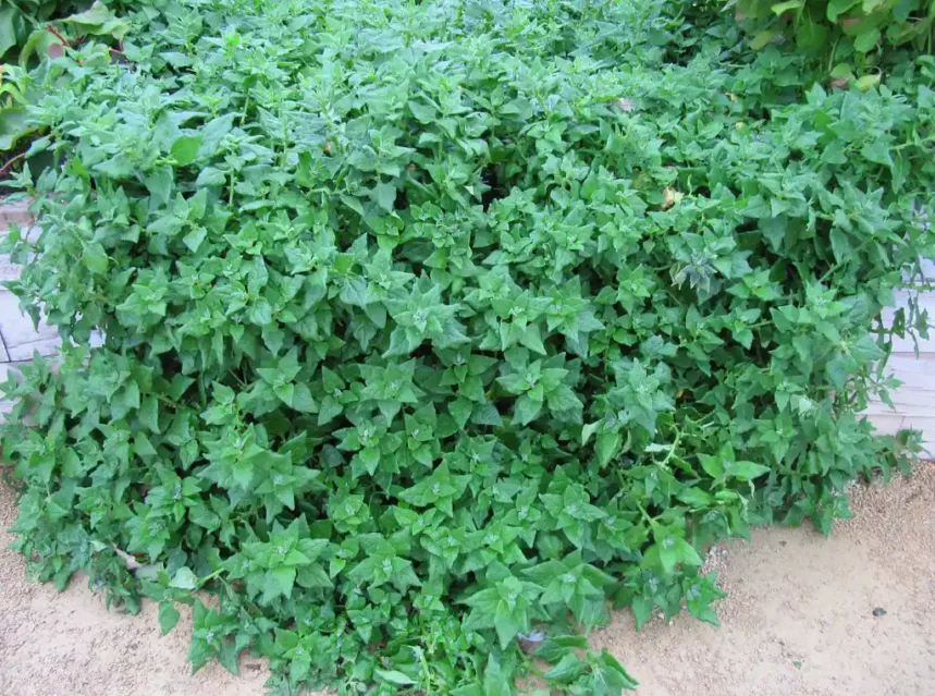 New zealand spinach seeds — dense sprawling mat of New Zealand spinach with thick triangular green leaves