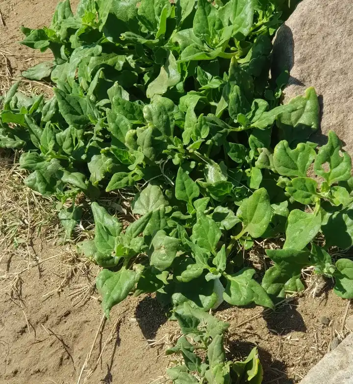 A lush sprawling New Zealand spinach plant with thick green triangular leaves