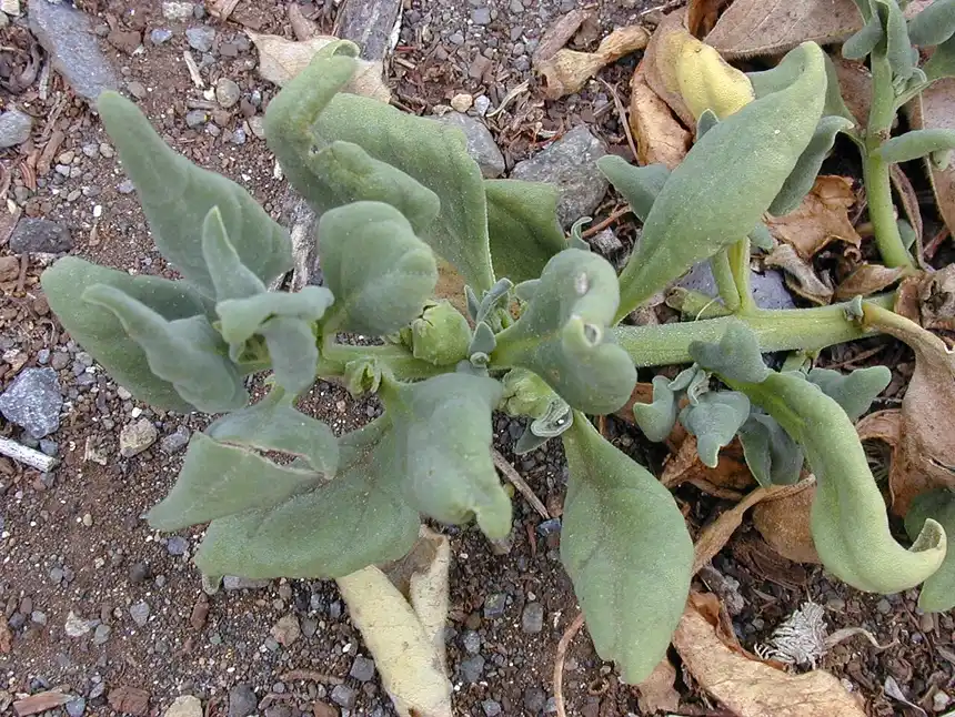 New Zealand spinach foliage with small green fruits forming at the leaf joints