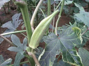 Best Okra Seeds (Ladyfinger / Bhindi)
