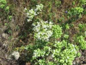 Best Oregano Seeds