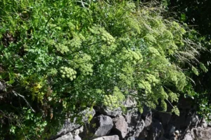 Best Parsley Seeds: Varieties, Sowing and Harvest Guide