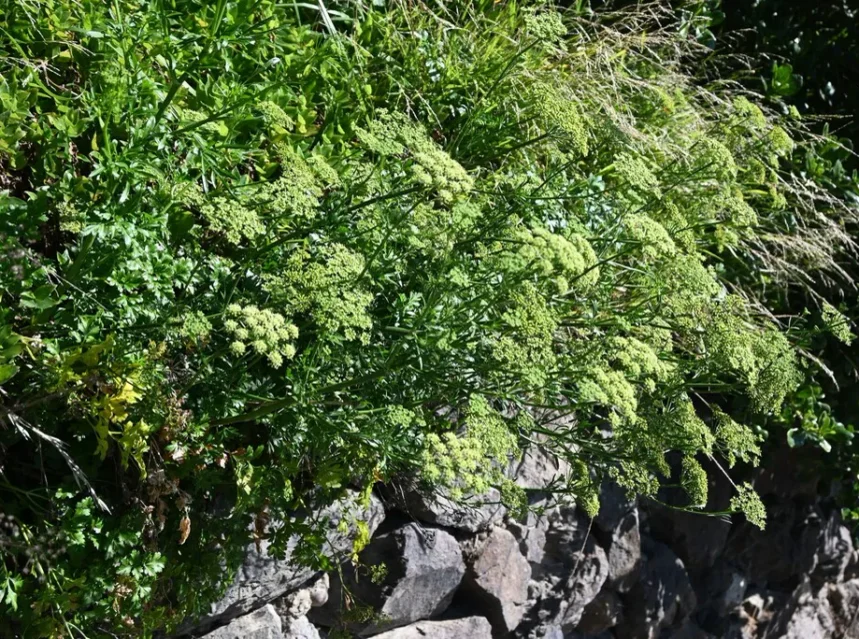 Best parsley seeds — umbellifer with finely divided leaves and greenish-yellow flower umbels growing from a rock face