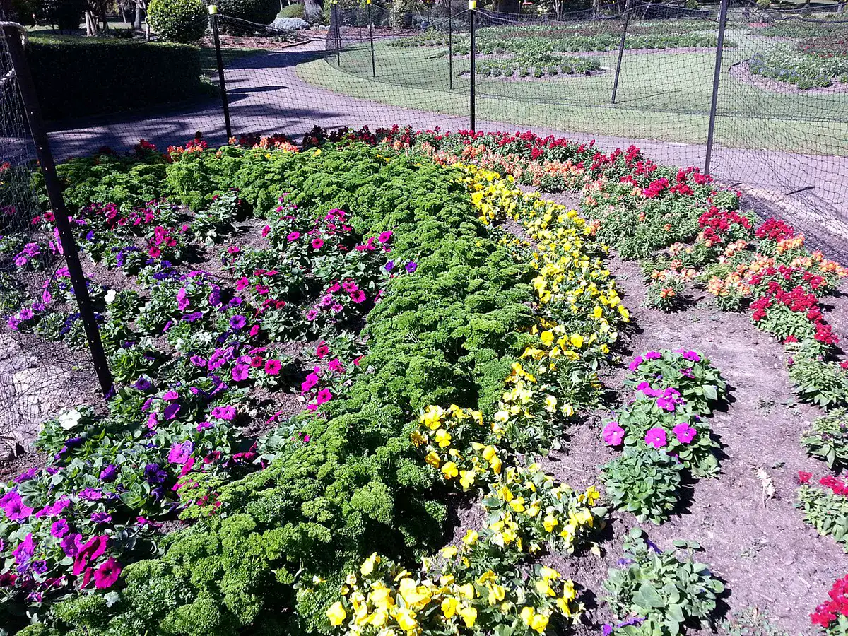 deep green curly parsley planted as an edging band around a flower bed