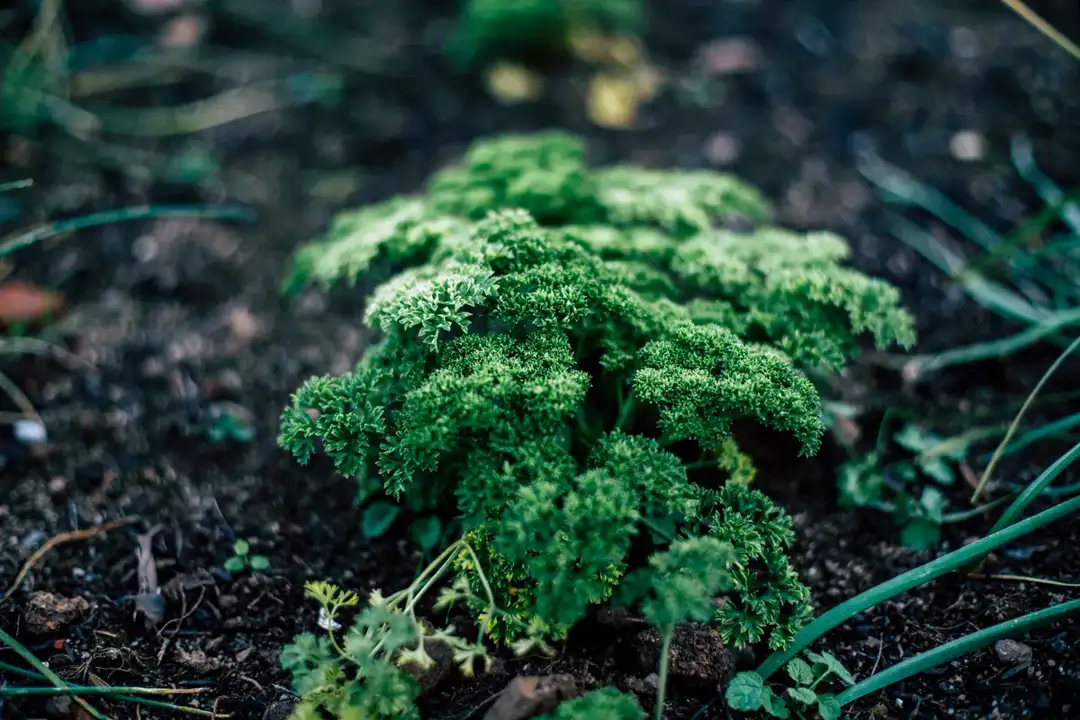 Vibrant green parsley plant thriving in rich soil, illustrating natural growth and cultiva