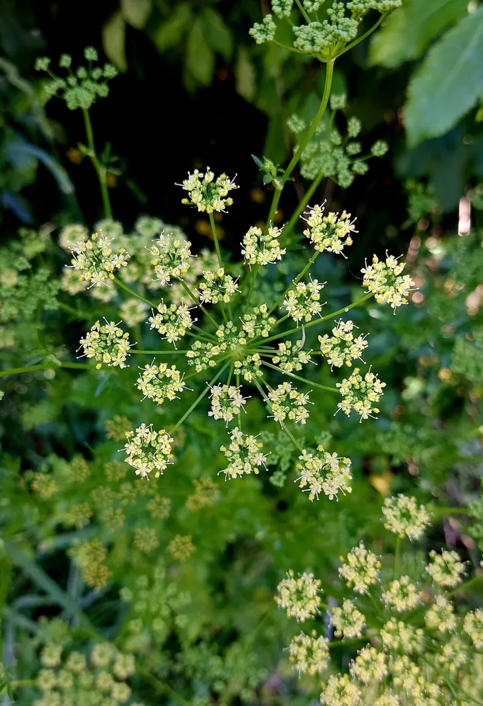 greenish-yellow parsley umbels opening against dark foliage