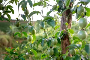 Passion Fruit Seeds