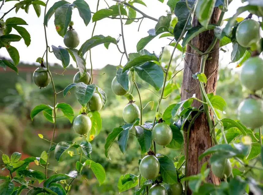 Passion fruit seeds — green passion fruits hanging from a vine trained up a wooden post
