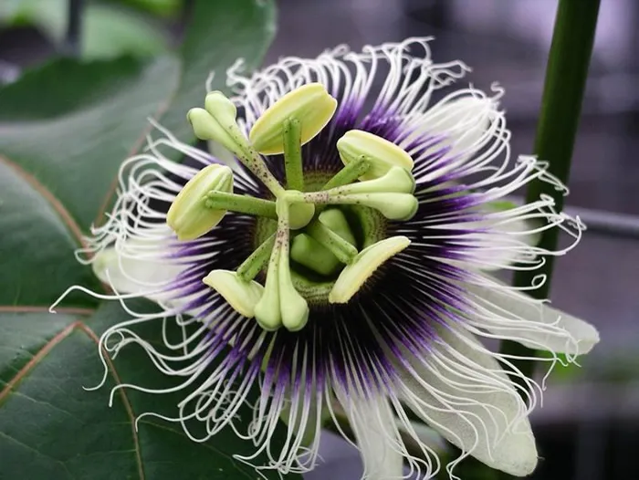 Passionfruit — Passiflora edulis forma flavicarpa
